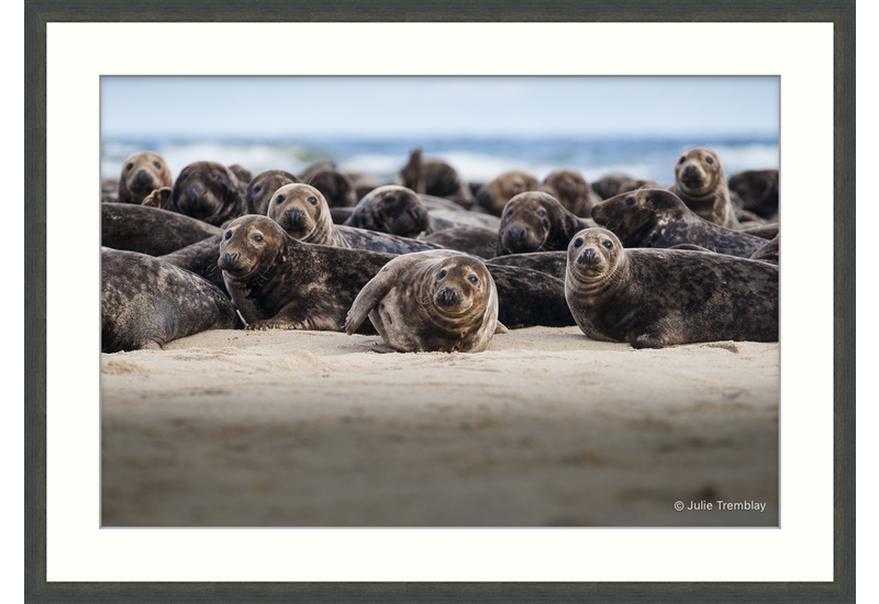 Seal Group 2
