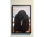 Most Popular/ stock items Raven