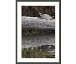 Most Popular/ stock items Turtle