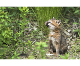Most Popular/ stock items Baby Fox