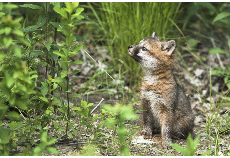 Most Popular/ stock items Baby Fox