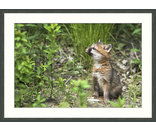 Most Popular/ stock items Baby Fox