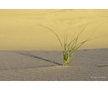 Most Popular/ stock items Dune Grass