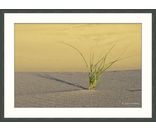 Most Popular/ stock items Dune Grass