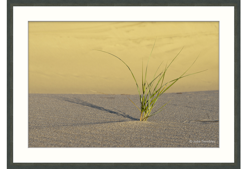 Most Popular/ stock items Dune Grass