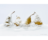 4 Snow Pears
