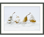4 Snow Pears