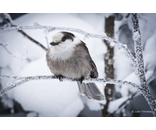 Most Popular/ stock items Gray Jay