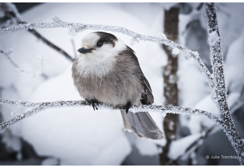 Most Popular/ stock items Gray Jay