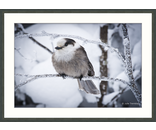 Most Popular/ stock items Gray Jay
