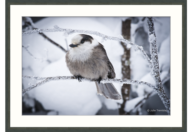 Most Popular/ stock items Gray Jay