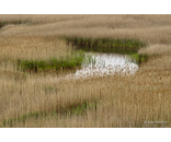 Grass Pattern
