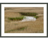 Grass Pattern