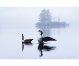 Most Popular/ stock items Geese