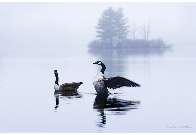 Most Popular/ stock items Geese