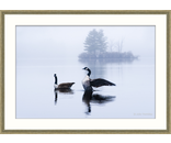 Most Popular/ stock items Geese