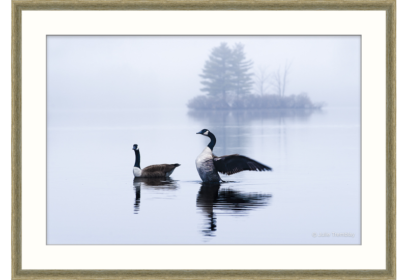 Most Popular/ stock items Geese