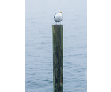 Most Popular/ stock items Gull Post
