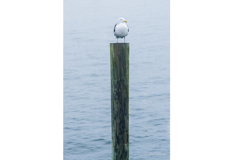 Most Popular/ stock items Gull Post
