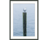 Most Popular/ stock items Gull Post
