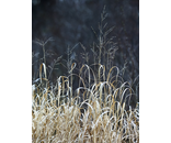 Most Popular/ stock items Reeds