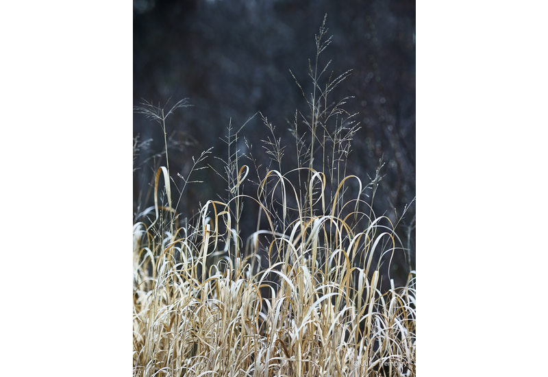 Most Popular/ stock items Reeds