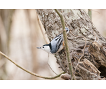 Nuthatch