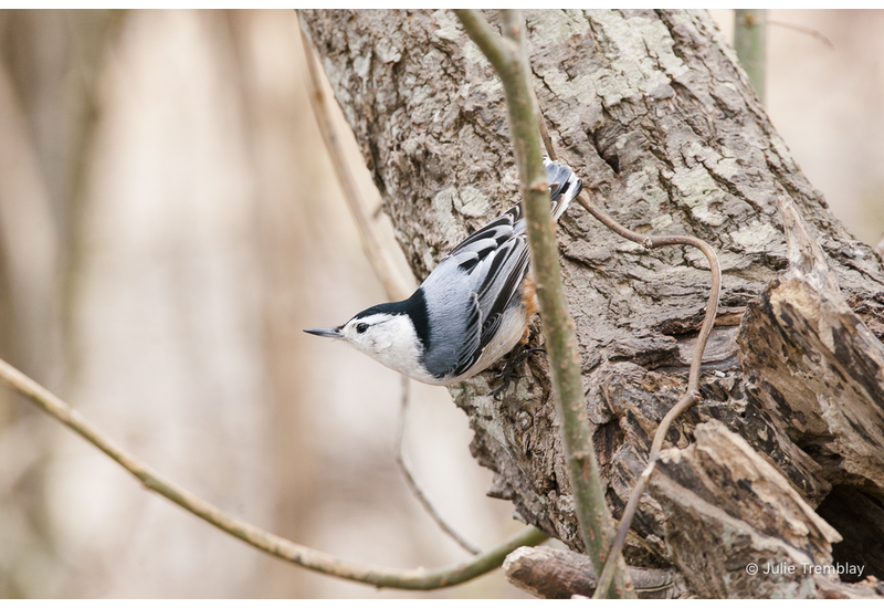 Nuthatch