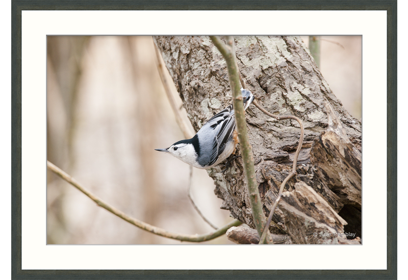 Nuthatch