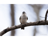 Titmouse