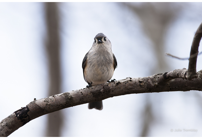 Titmouse