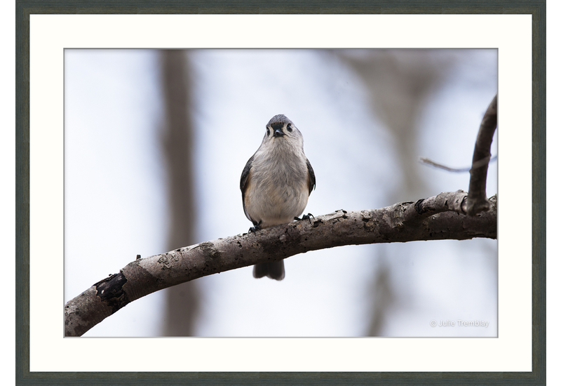 Titmouse
