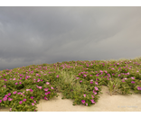 Most Popular/ stock items Dune Roses