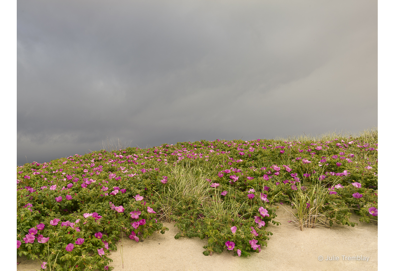Most Popular/ stock items Dune Roses