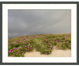 Most Popular/ stock items Dune Roses