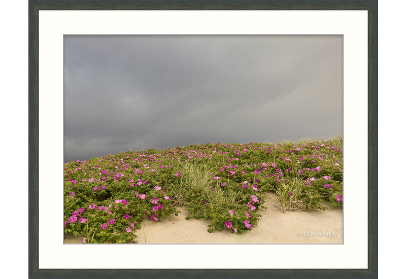 Most Popular/ stock items Dune Roses