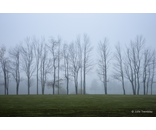 Tree Line