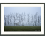 Tree Line