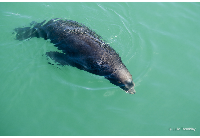 Sea Lion