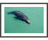 Sea Lion