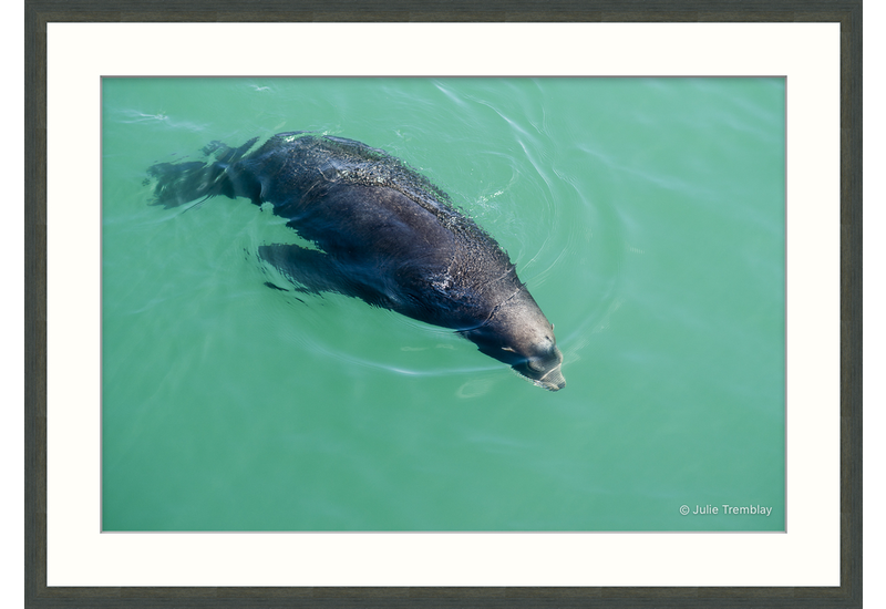 Sea Lion