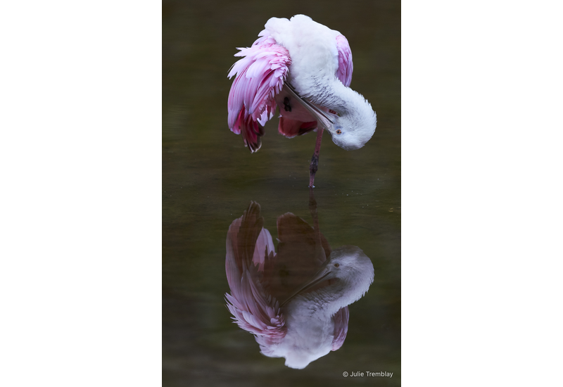 Most Popular/ stock items Spoonbill