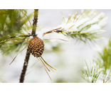 Pine Cone