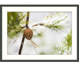 Pine Cone
