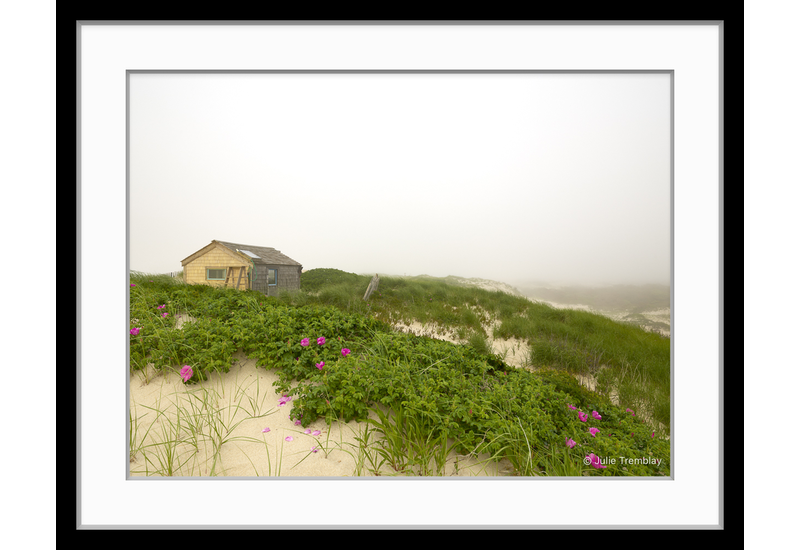 Thalassa Roses Fog