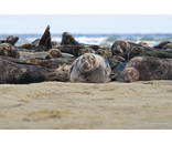 Seal Group 1