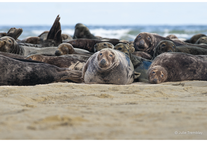Seal Group 1