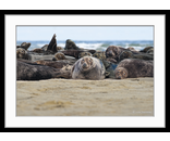 Seal Group 1