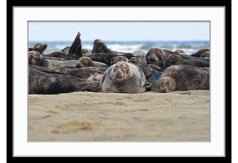Seal Group 1