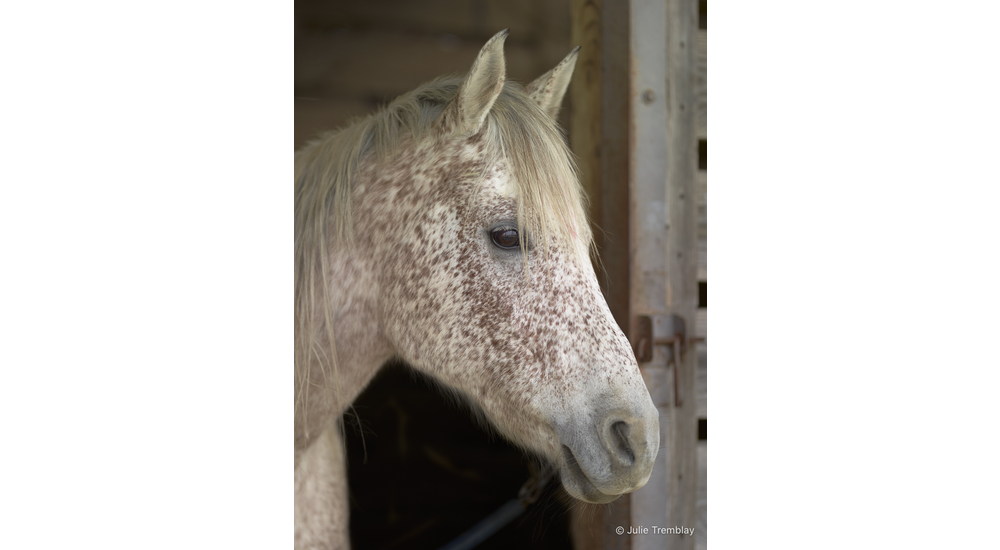 Appaloosa Horse